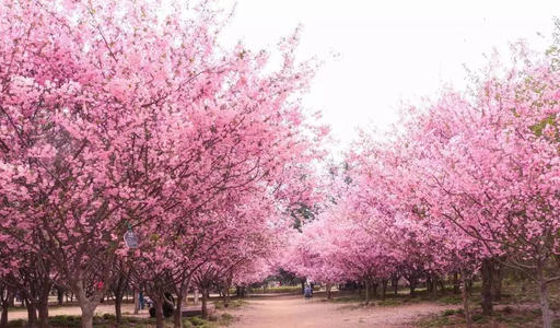 武大櫻花 武大櫻花